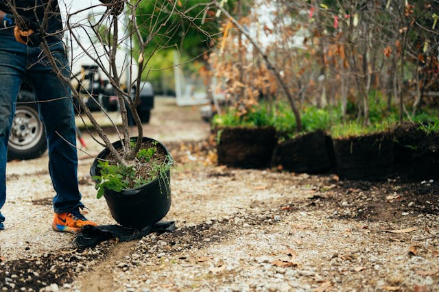 person planting trees around property